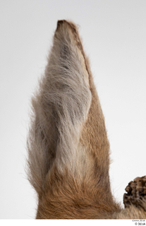 European roe deer ear 0004.jpg